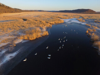 空撮・初冬の釧路湿原に群れるオオハクチョウ（北海道・標茶町）
