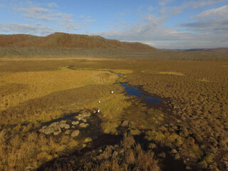 空撮・秋の釧路湿原とタンチョウの家族（北海道・鶴居村）
