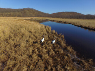 Fototapeta premium 空撮・秋の釧路湿原とタンチョウ（北海道・鶴居村） 