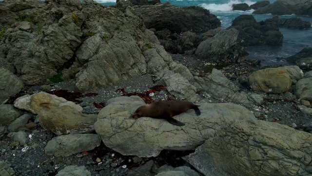 Aerial orbit of young New Zealand fur seal resting on the rock on Kaikoura coast
