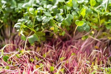 Microgreens