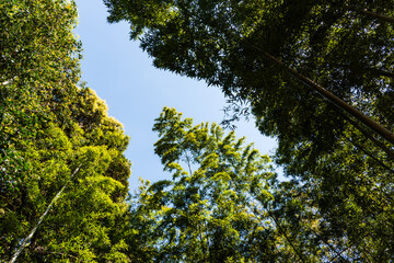 bamboo trees in the forest in Karatsu, Japan