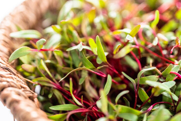 Radish microgreens