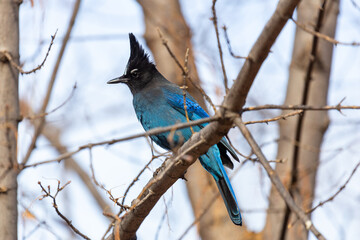 Steller's Jay (Cyanocitta stelleri) perched in a tree