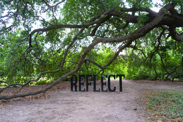 reflect tree forest nature path green message green