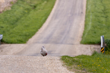Chicken walking on road A1R_6934
