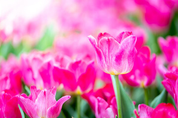 Fototapeta na wymiar Beautiful bouquet of tulips. colorful tulips. nature background