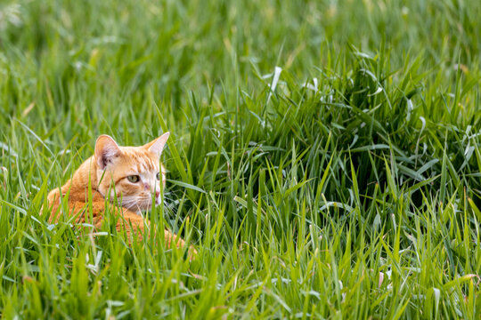 Tabby Cat - Orange Colored A1R_6927