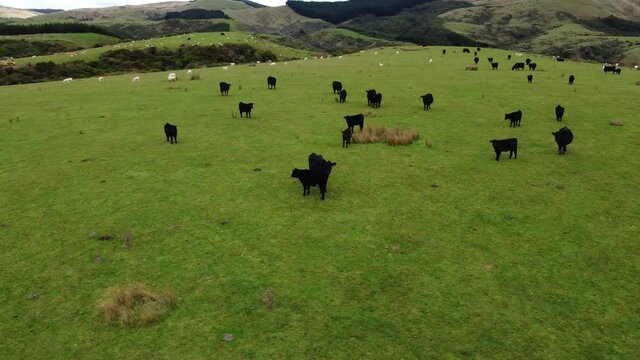 Flying orbiting shot of a herd of Cows on a farm in the Manawatu region of New Zealand.