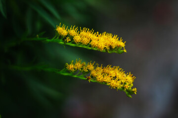 Small yellow flower