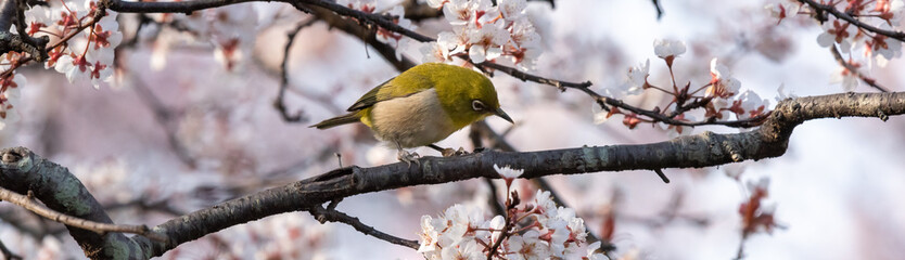 Fototapeta premium White-eyes, the bird is looking under Cherry blossoms trees.