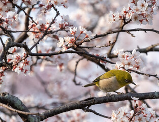 White-eyes, the bird is looking under Cherry blossoms trees.
