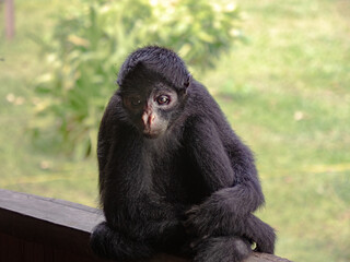 Sitting Monkey 2