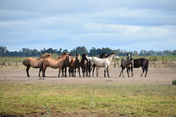 Fototapeta premium colored horses
