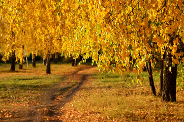 Landscape path in the autumn park past birch with bright yellow foliage, autumn in the city park. High quality photo