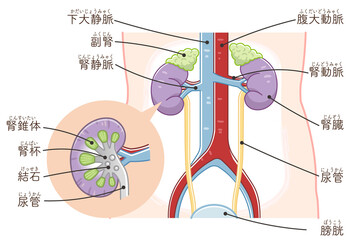 腎臓、尿管、膀胱、腎臓結石のイラスト（テキスト付き）