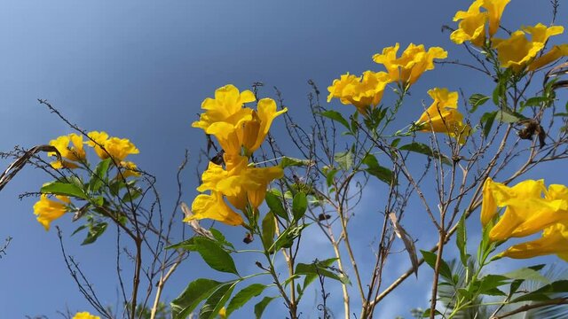 yellow Tecoma stans flower in nature garden