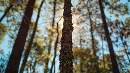 Fototapeta premium naturaleza bosque