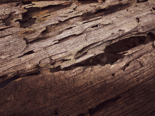 texture or rotten wood