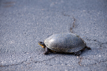 Spotted turtle on a road
