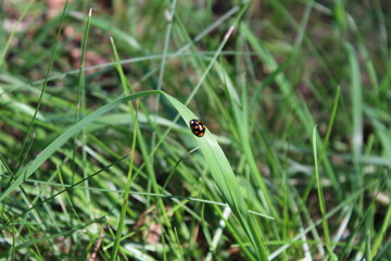 Ladybug on a blade of grass in the summer in the grass
