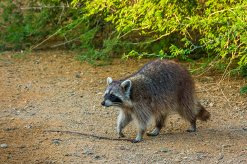 Naklejka na ściany i meble Raccoon