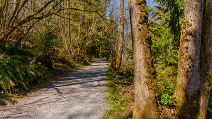 BC forest trail on a sunny spring day