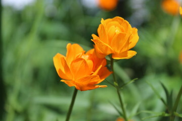 Flower, fire flower, bathing suit, trollius, orange flowers close-up on a green background