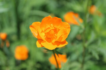 Obraz premium Flower, fire flower, bathing suit, trollius, orange flowers close-up on a green background