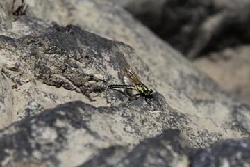 Dragonfly on a rock