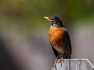 Male American Robin Perched on fence. 