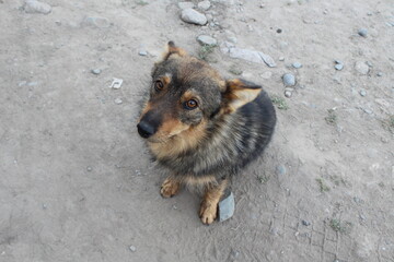 The dog's devoted gaze into the eyes into the soul