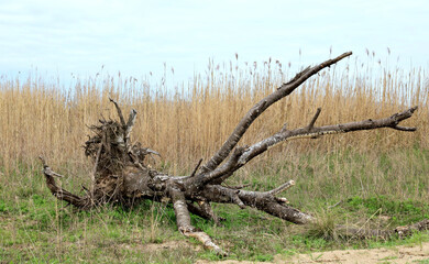 tree trunk