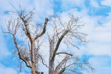 Dry tree with cloudy sky