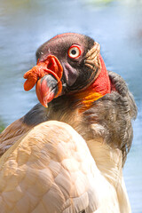 portrait of a vulture