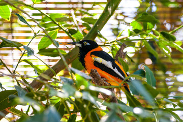 orange Bird in a tree