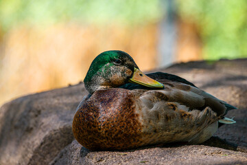duck