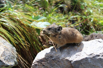 A squeaker mouse Ochotonidae on a rock chews grass
