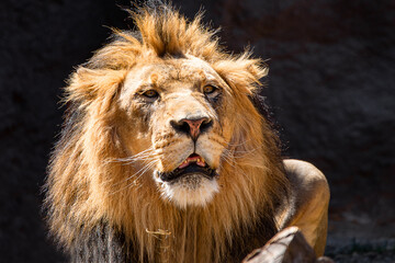 portrait of a lion
