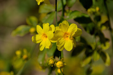 咲き始めたウンナンオウバイ（別名オウバイモドキ）