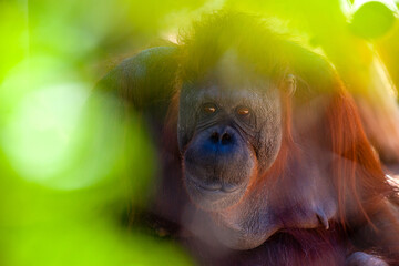 Orangutan in the brush  © SE Viera Photo