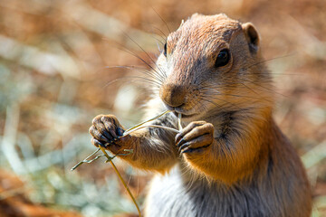 Prairie dog
