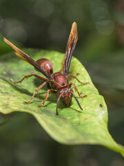 Hornet finding food to eat on the leaf of garden
