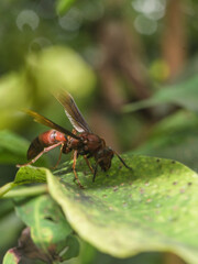 Hornet finding food to eat on the leaf of garden