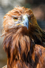 Golden Eagle portrait