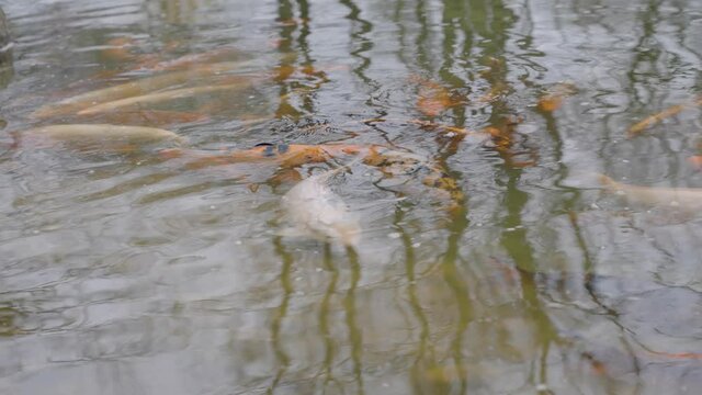 Koi fish swimming in pond with reflection of bare trees on the rippled water surface - close up