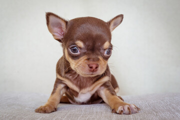 A brown little Chihuahua puppy lies looking at the camera.