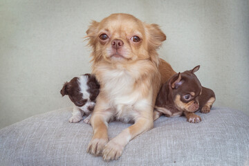 Family portrait of a chihuahua, a red-haired fluffy mother and her two cubs.