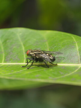 Insect fly staying still on the leaf