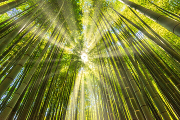 竹林に差し込む太陽光線合成